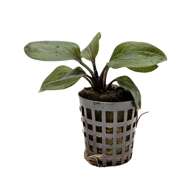 Echinodorus hadi red pearl