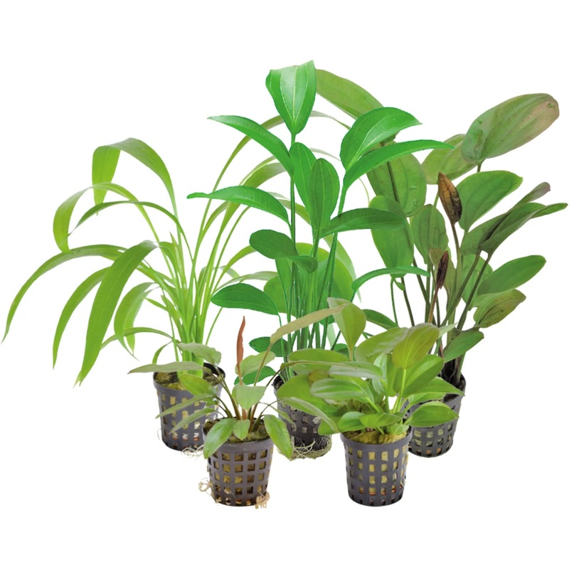 Echinodorus Lucky Dip (1 plant)