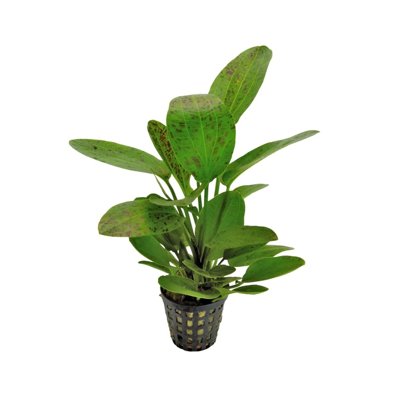Echinodorus ozelot - green