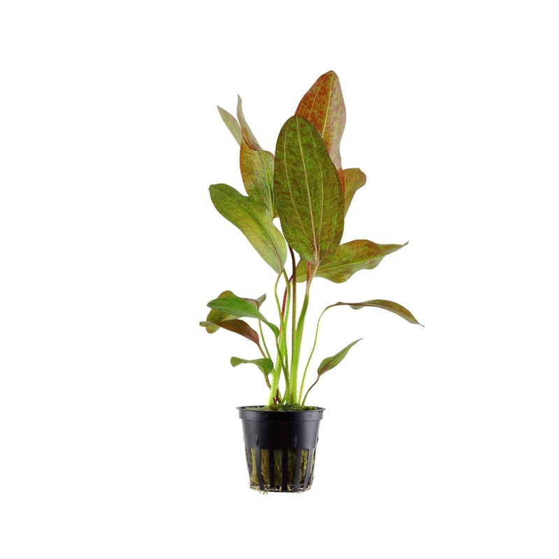 Echinodorus ozelot - red