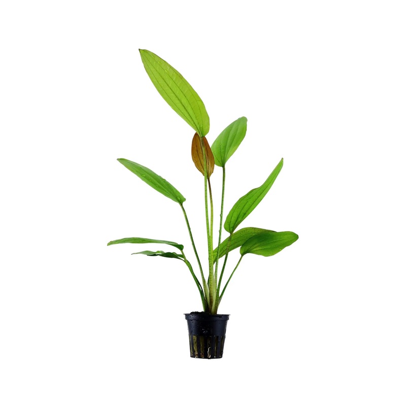 Echinodorus rose
