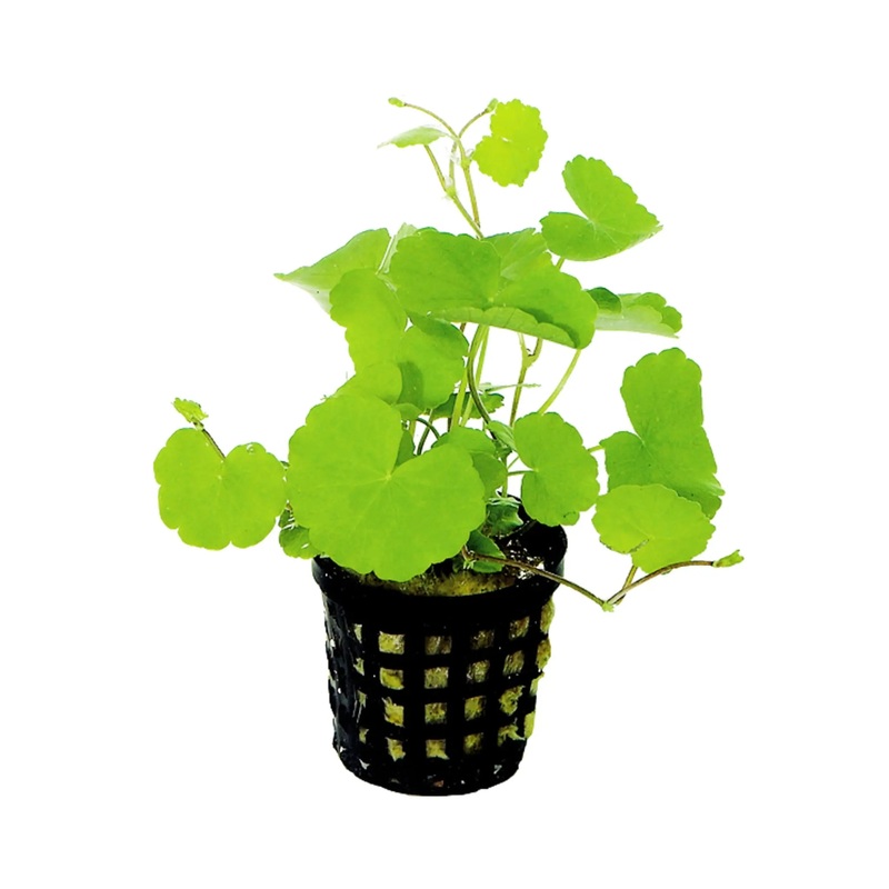 Hydrocotyle leucocephala (Brazilian pennywort)