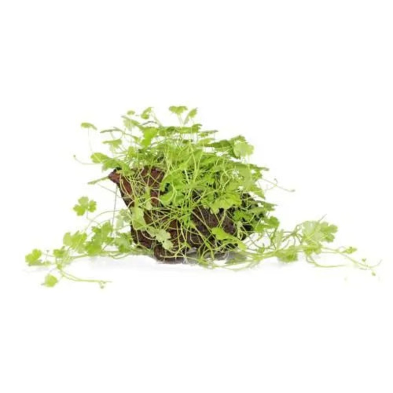 Hydrocotyle tripartita on Lava
