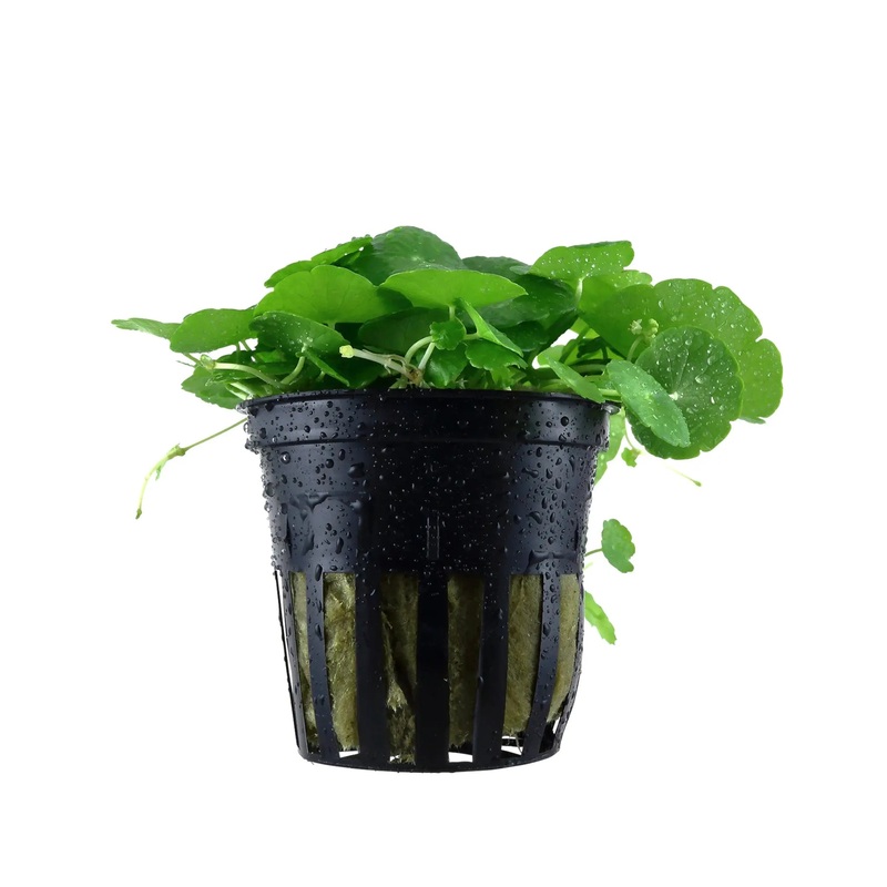 Hydrocotyle verticillata (Whorled umbrella plant)