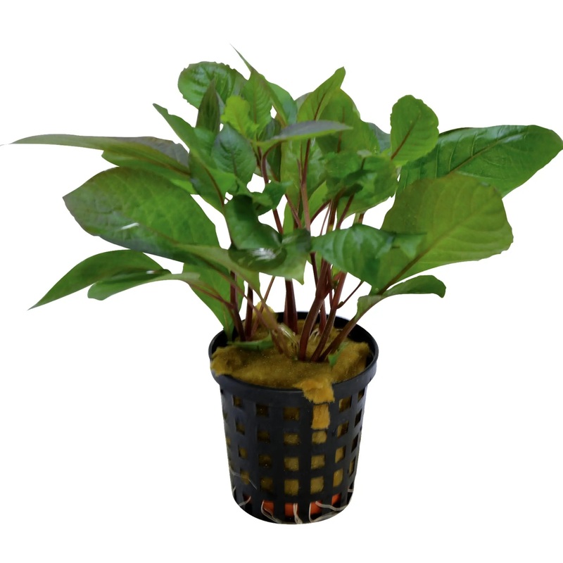 Hygrophila corymbosa