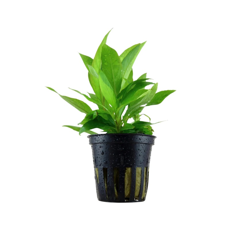 Hygrophila corymbosa Stricta