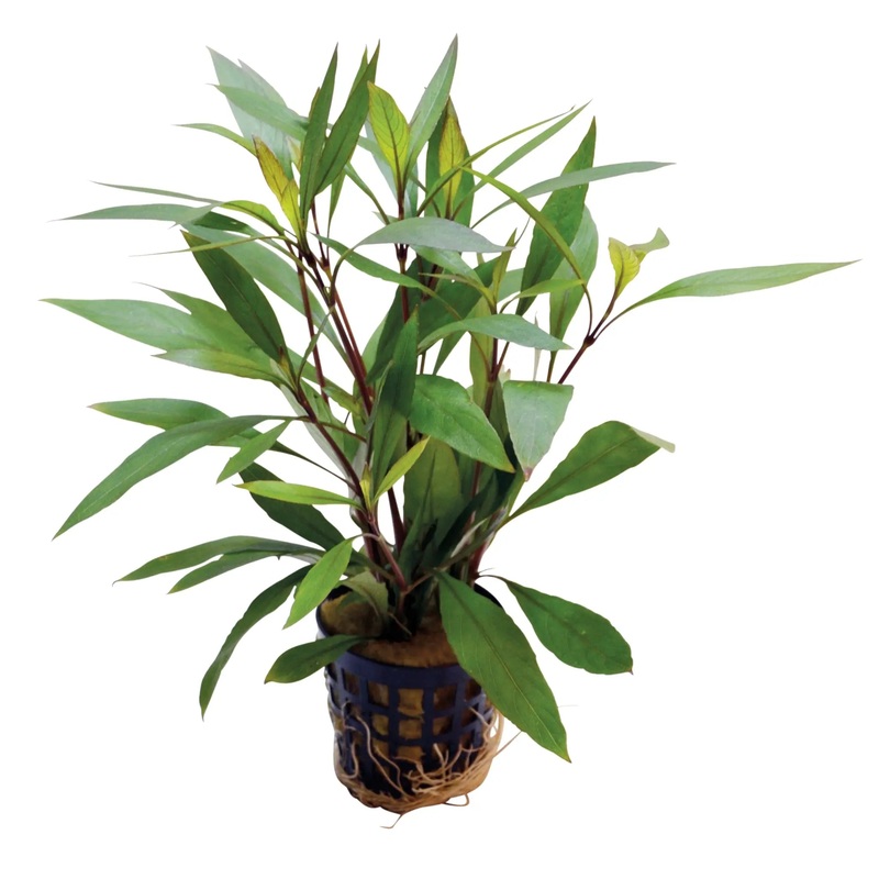 Hygrophila corymbosa thailands