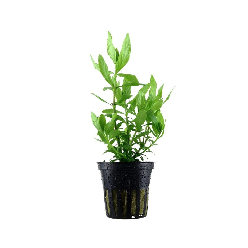 Hygrophila polysperma (Indian Swampweed)