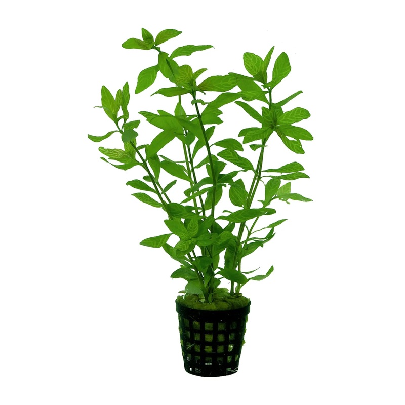 Hygrophila rosae australis