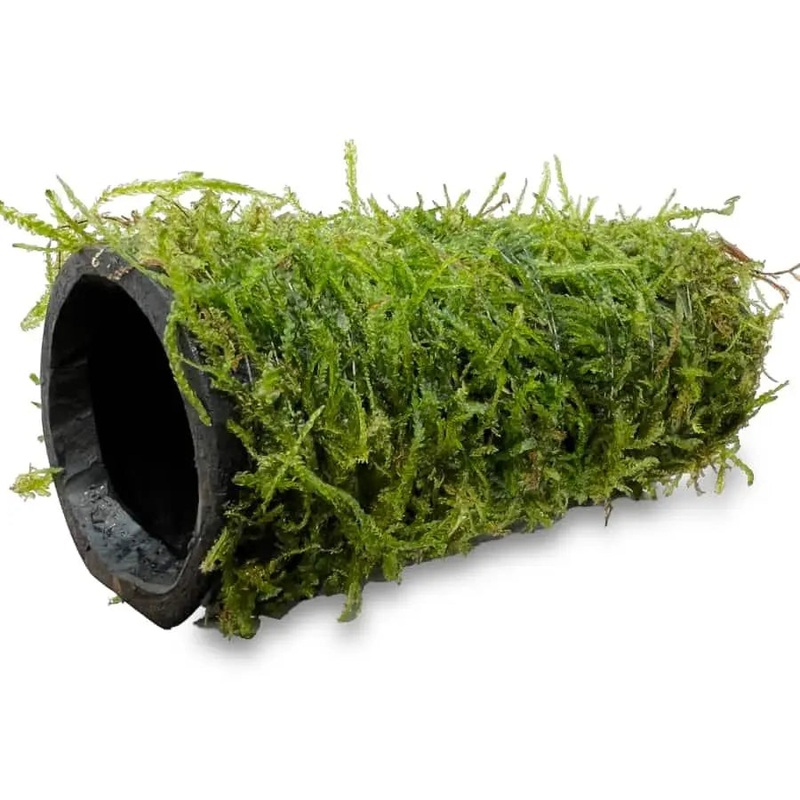 Java Moss Fish House