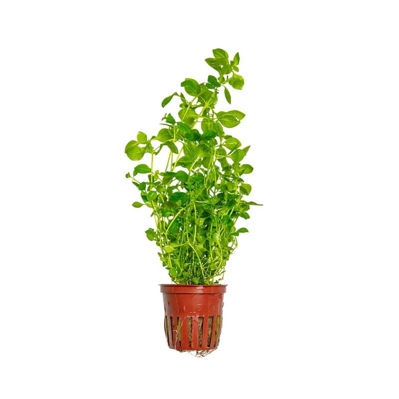 Ludwigia palustris green