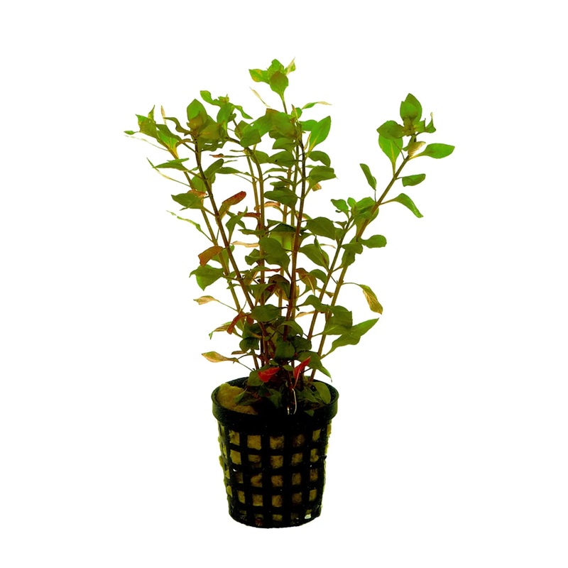 Ludwigia palustris red