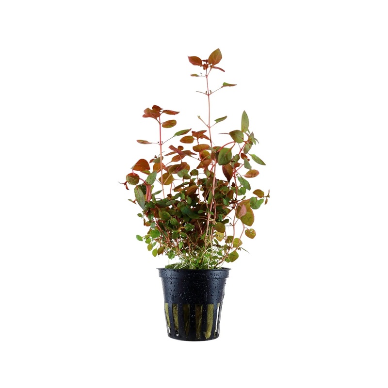 Ludwigia palustris Super Red