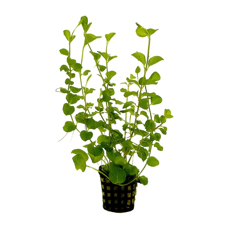 Lysimachia nummalaria (Creeping jenny)
