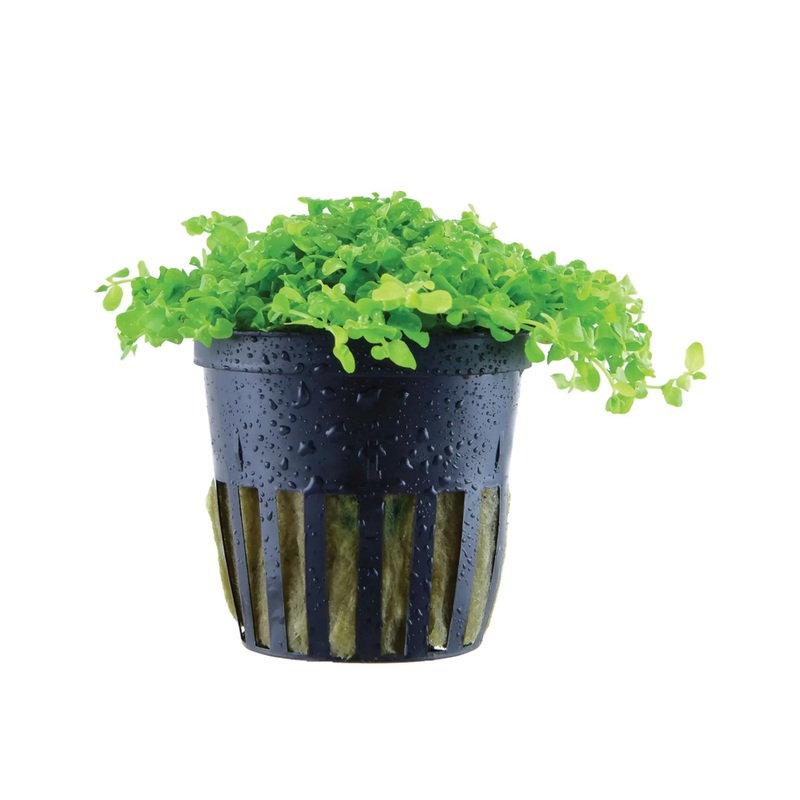 Micranthemum Monte Carlo