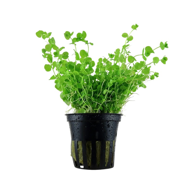 Micranthemum umbrosum