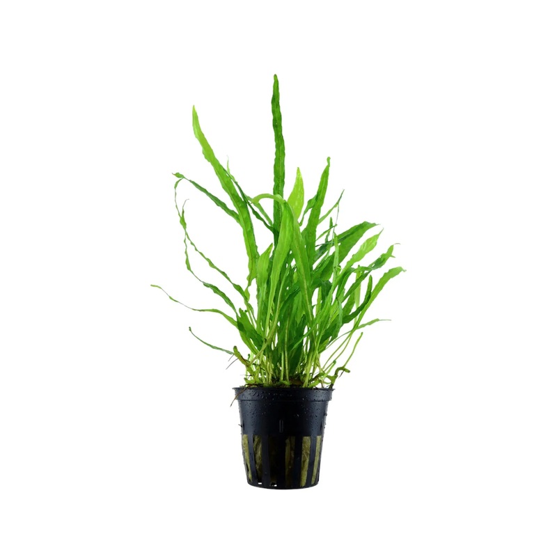 Microsorum pteropus narrow