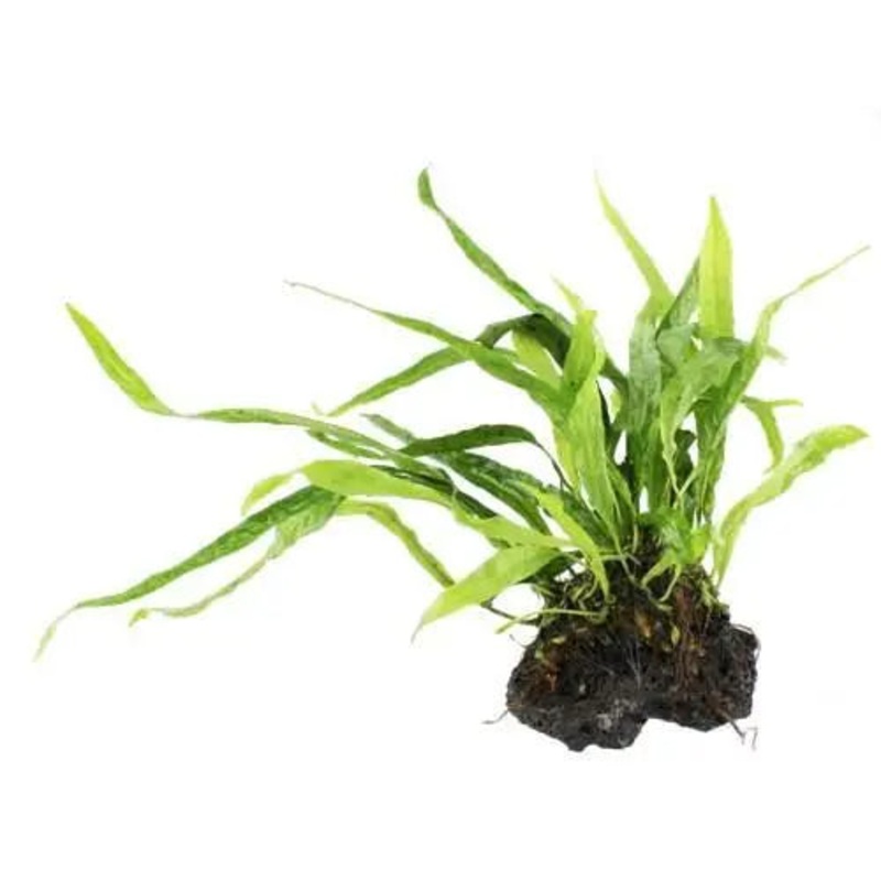 Microsorum pteropus On Lava - Mini