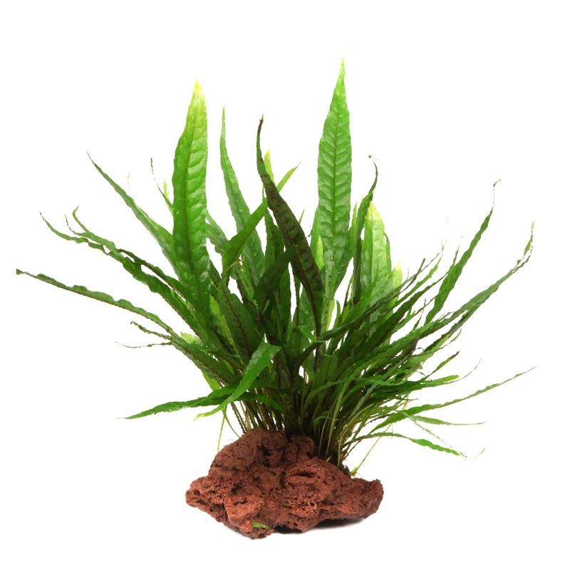 Microsorum pteropus on Lava Rock - Medium