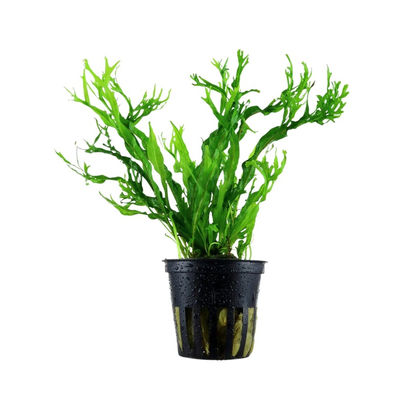 Microsorum pteropus Windelov
