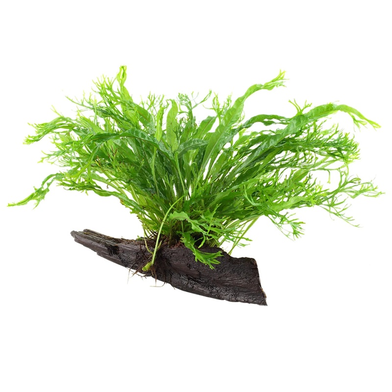 Microsorum windelov on Wood - Small