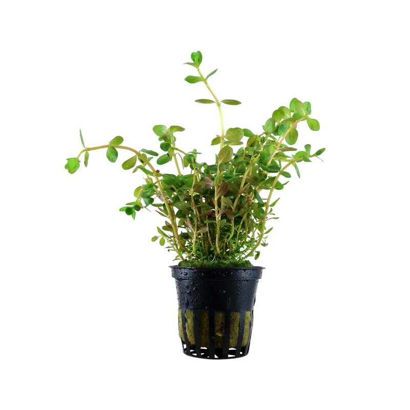 Rotala rotundifolia (Dwarf rotala)