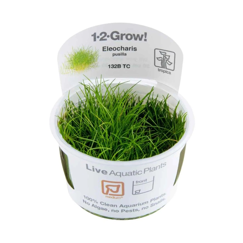 Tropica Eleocharis pusilla Mini 1-2-GROW!