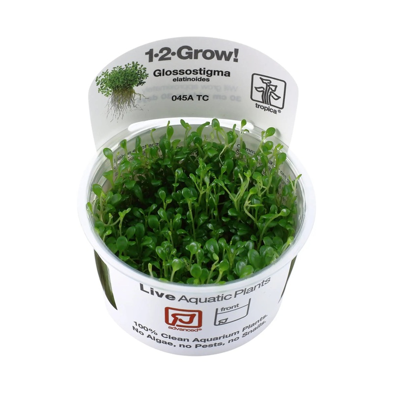 Tropica Glossostigma elatinoides 1-2-GROW!