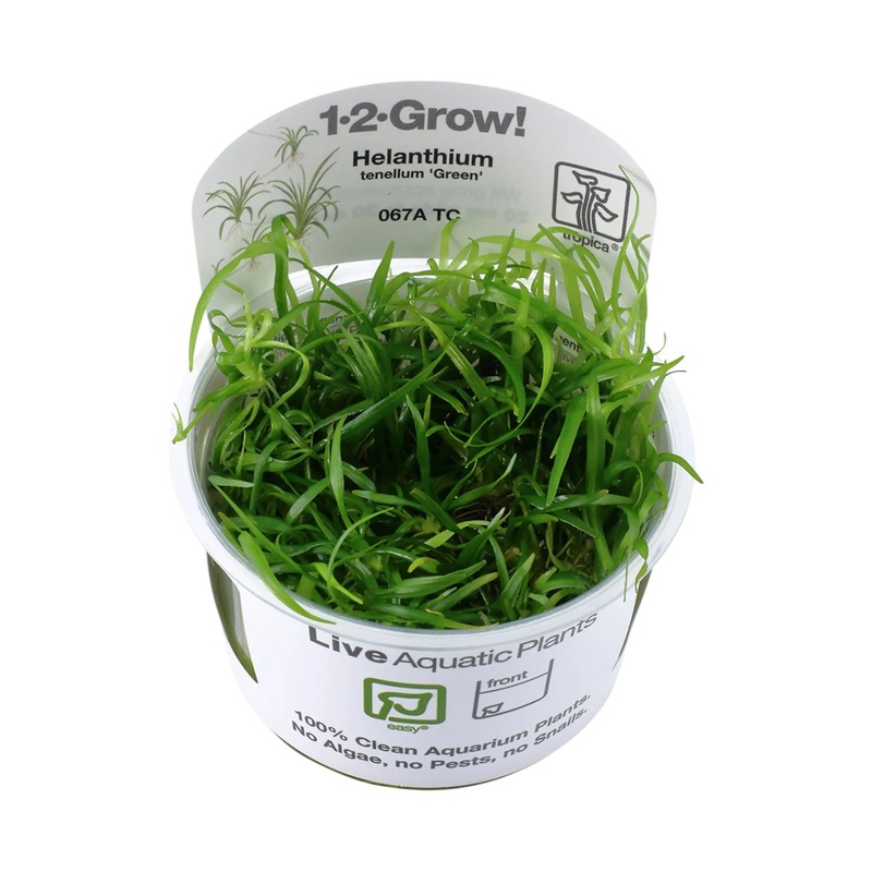 Tropica Helanthium tenellum Green 1-2-GROW!