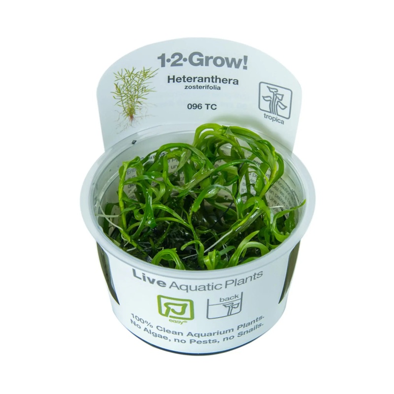 Tropica Heteranthera zosterifolia 1-2-GROW!