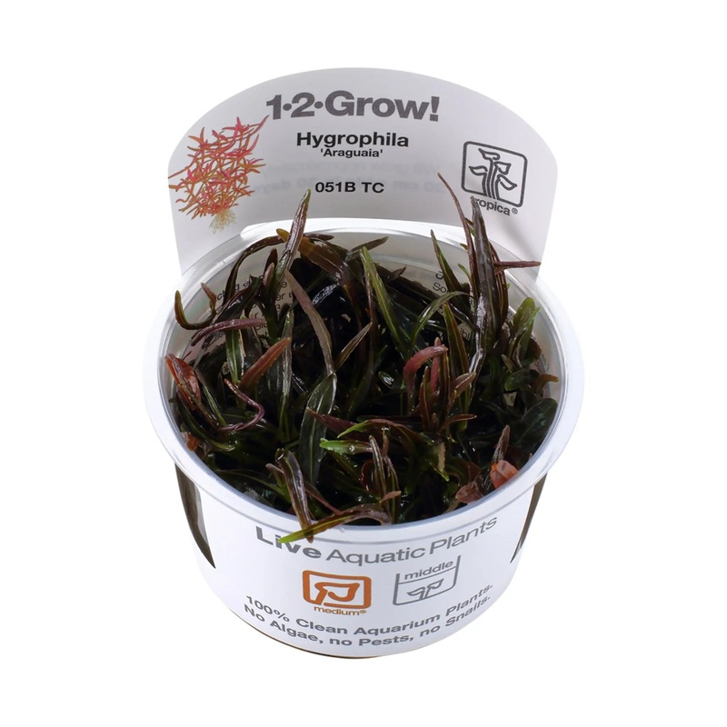Tropica Hygrophila lancea Araguaia 1-2-GROW!