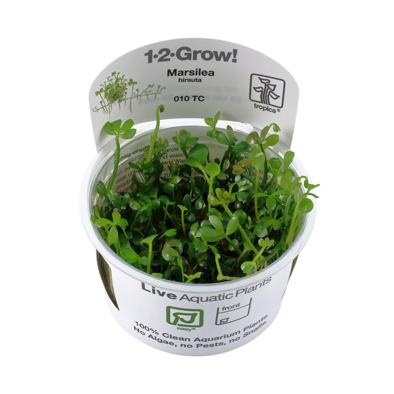 Tropica Marsilea hirsuta 1-2-GROW!