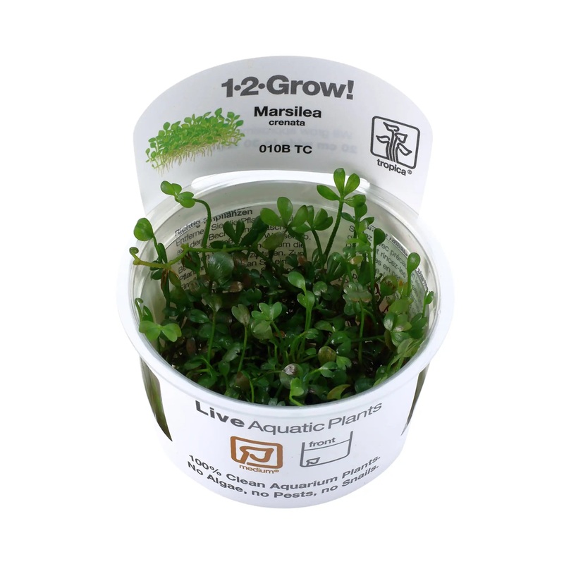 Tropica Marsilea minuta 1-2-GROW
