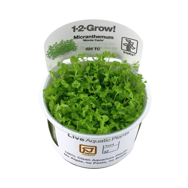 Tropica Micranthemum 'Monte-Carlo' 1-2-GROW!