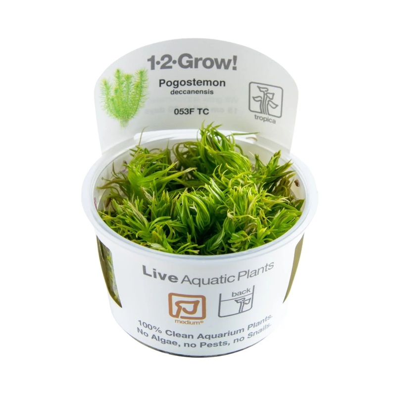 Tropica Pogostemon deccanensis 1-2-GROW!