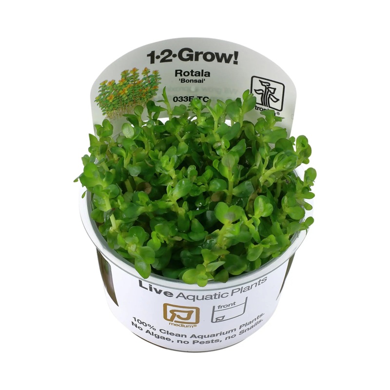 Tropica Rotala indica 'bonsai' 1-2-GROW!