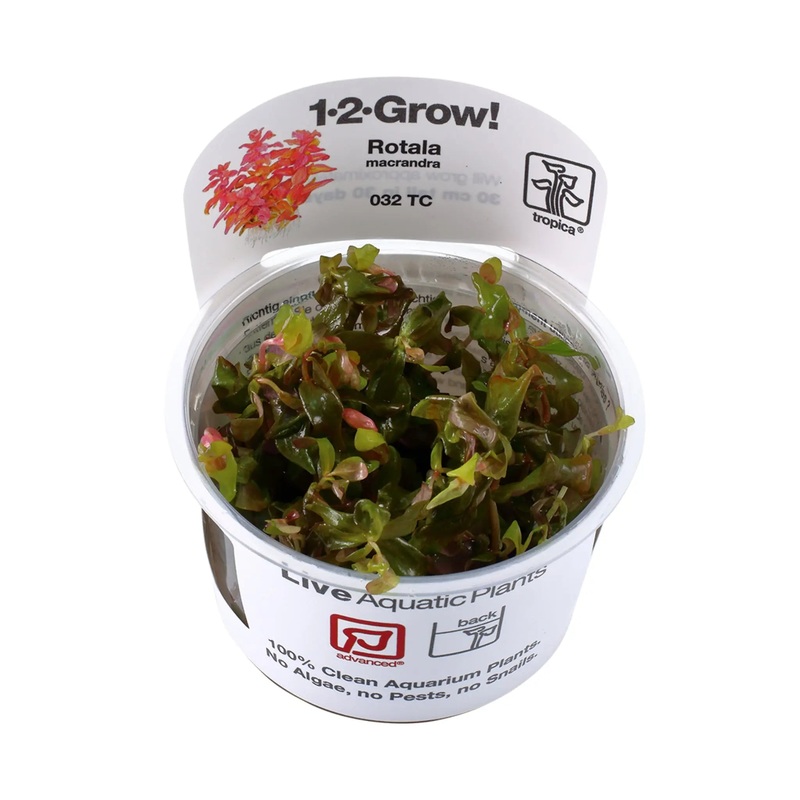 Tropica Rotala macrandra 1-2-GROW!