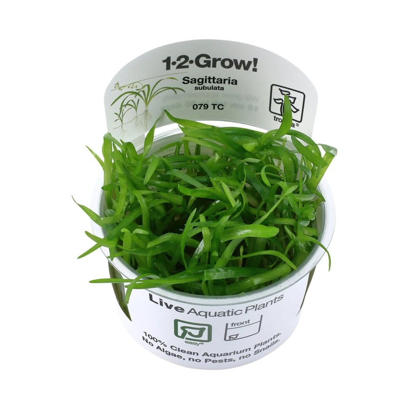 Tropica Sagittaria sabulata 1-2-Grow!
