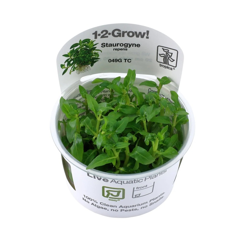 Tropica Staurogyne repens 1-2-GROW!