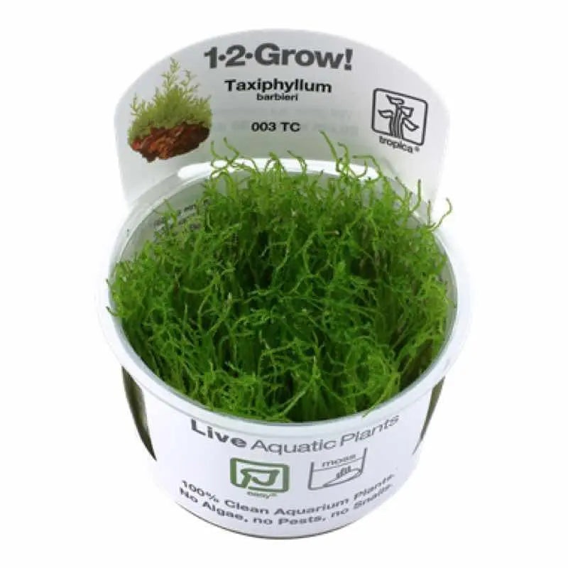 Tropica Taxiphyllum barbieri Bogor Moss 1-2-GROW!