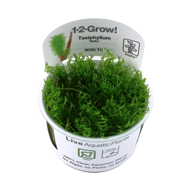 Tropica Taxiphyllum spiky 1-2-Grow!