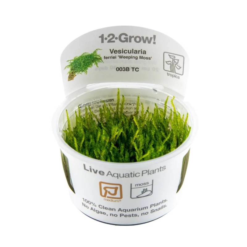 Tropica Vesicularia ferriei 'Weeping' 1-2-GROW!