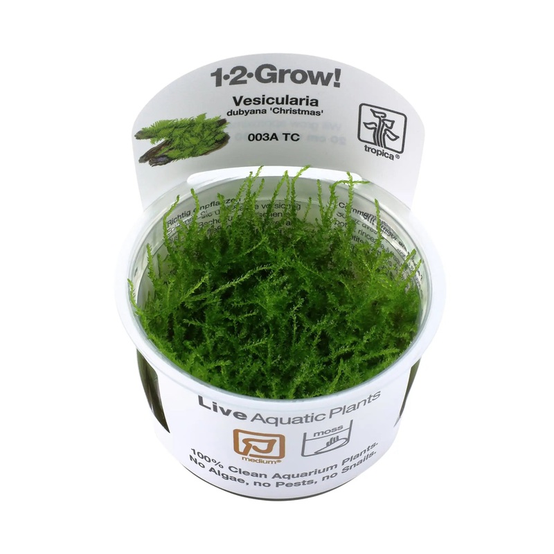 Tropica Vesicularia montagnei 'Christmas' 1-2-GROW!