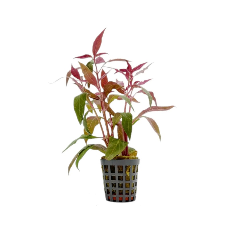 Alternanthera cardinalis Variegata