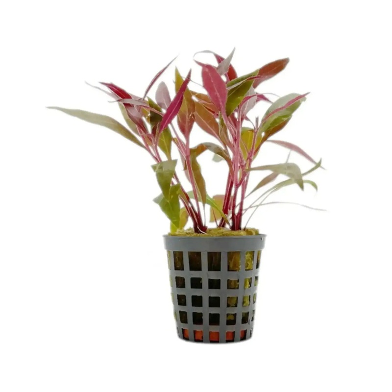 Alternanthera reineckii mini