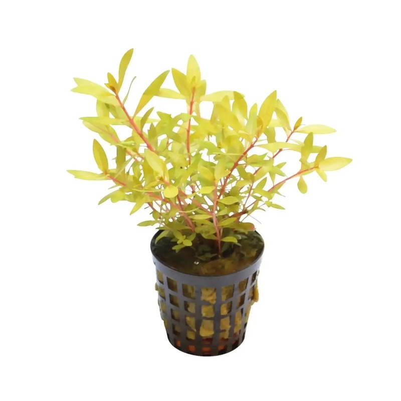 Ammania pedicellata 'Gold'