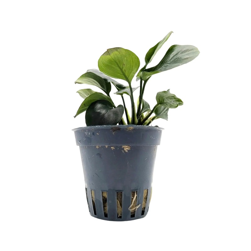 Anubias barteri Gold Coin