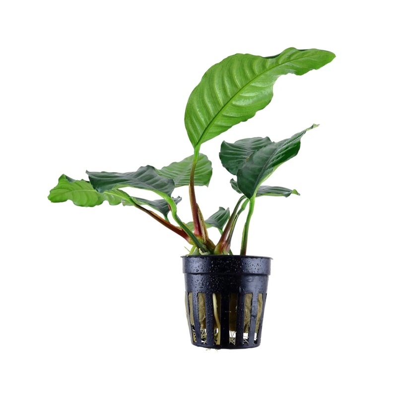 Anubias barteri var. Coffeifolia