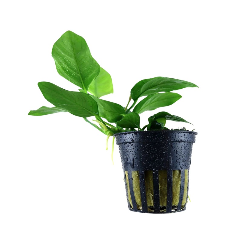 Anubias barteri var nana