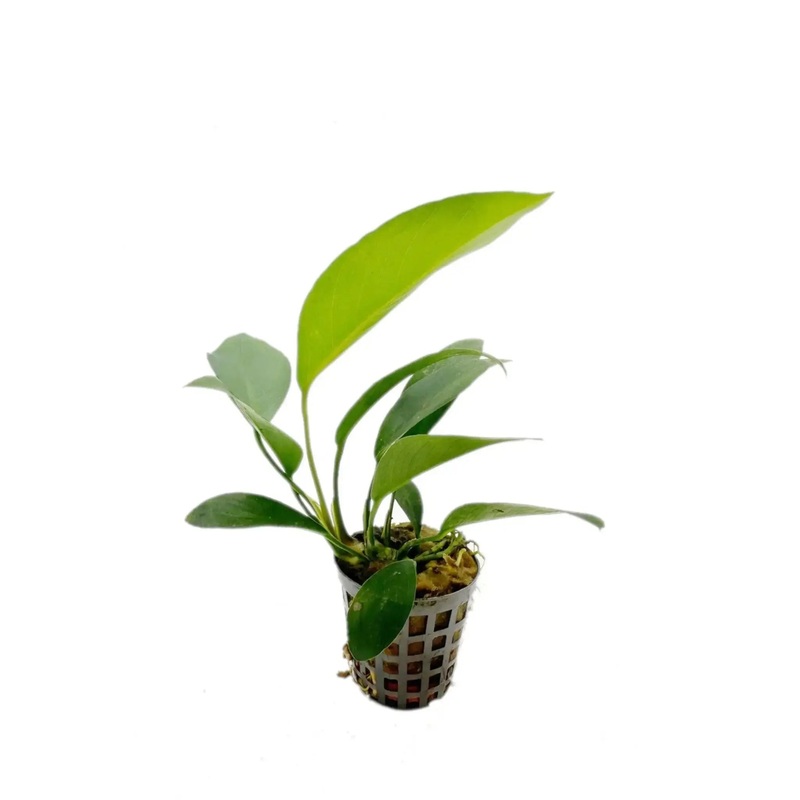 Anubias congensis